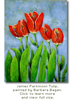 James Parkinson Tulip, painted by Barbara Bagan